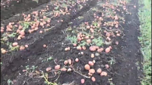 Сорт Ред Скарлет с чернозёма или суглинка. Выбирай! смотреть онлайн