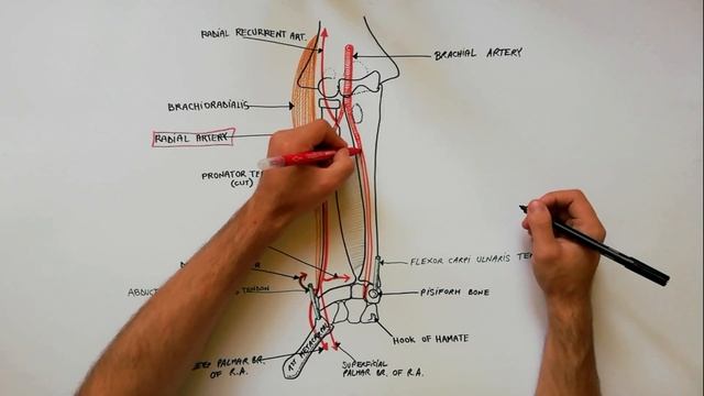 Radial and Ulnar arteries - Course & Branches | Anatomy Tutorial смотреть онлайн