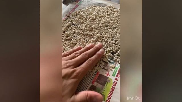 Супер приготовление Перловки для рыбалки смотреть онлайн