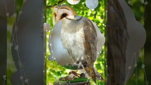 Совы сипухи смотреть онлайн