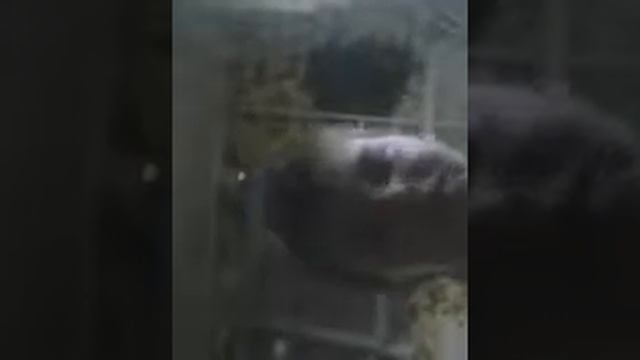 Сегодня первый видео про Бейблэйд и пожалуйста на канал с закупыч и на канал бейзон смотреть онлайн