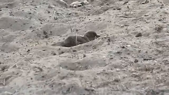 Воробьи. Проба ультразума на Panasonic Lumix DMC-FZ150 смотреть онлайн