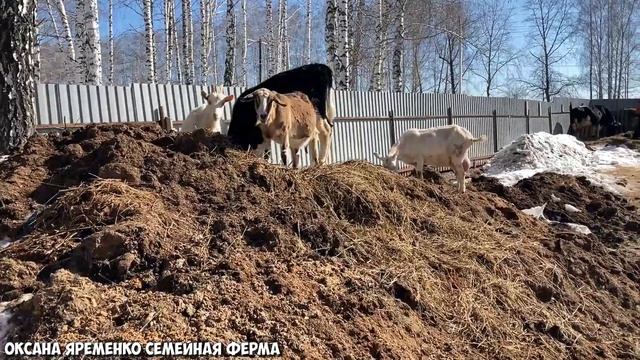 Меняем глубокую подстилку свиноматкам / Мои тёлочки растут? Влог от 27.03.21 смотреть онлайн