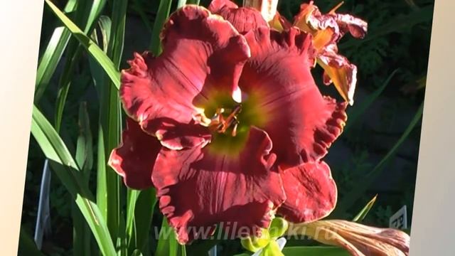 Лилейник Селекция CURVE APPEAL х VELVET THRONE смотреть онлайн