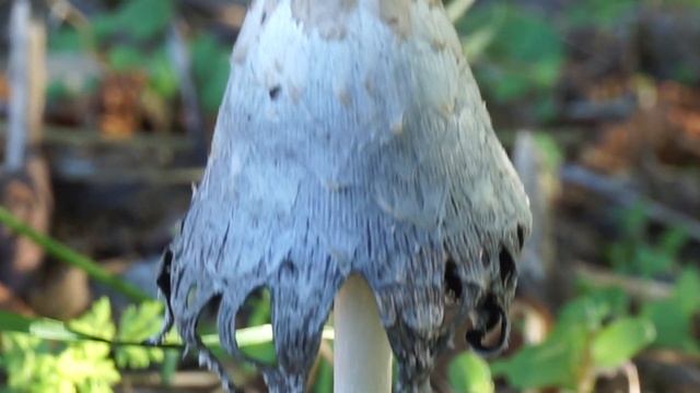 Czernidłak kołpakowaty - Coprinus comatus cz1 смотреть онлайн