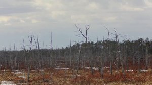 Crow hunting, Кроухантинг 2022 весенняя охота на ворон