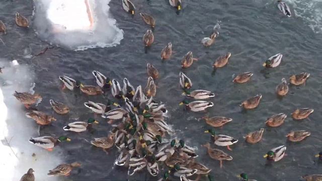 Городские утки на реке Стерля. Стерлитамак ??? смотреть онлайн