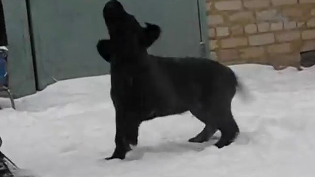 Щенок лабрадора! 3 месяца смотреть онлайн