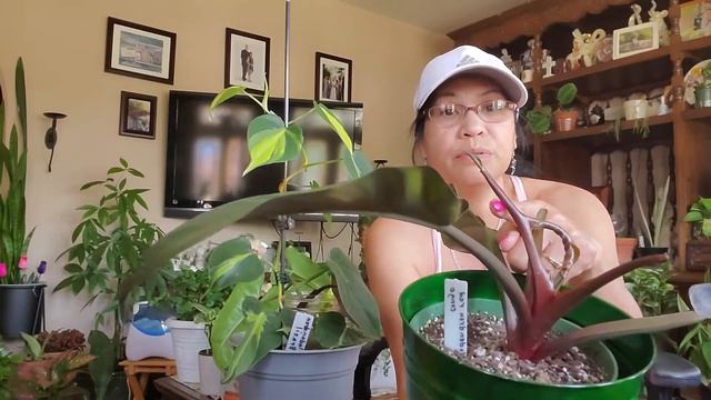 My 2021 Philodendron Collection..