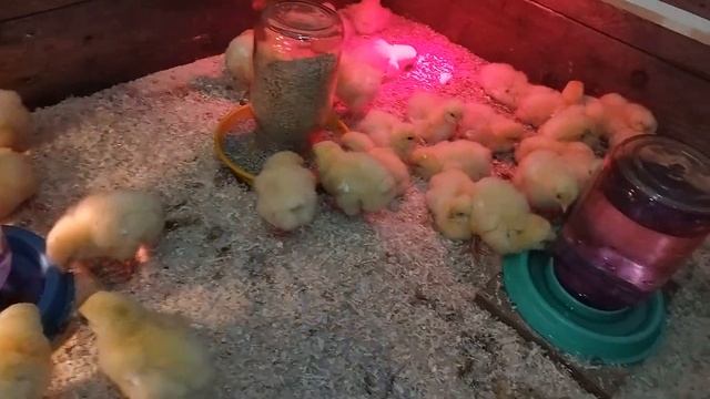 Цыплята бройлеры 0 -14 дней. Выращиваем бройлеров в простых домашних условиях. Часть -1