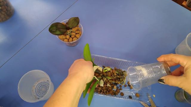 06.11.20 пересадка ОРХИДЕИ..из Азии и детка смотреть онлайн