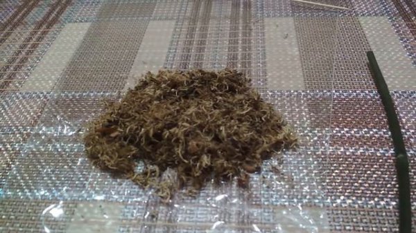 Как вырастить детку из цветоноса