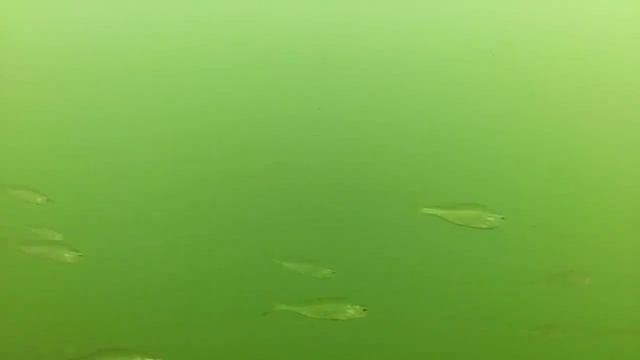 Очередная прогулка по Плещееву озеру смотреть онлайн