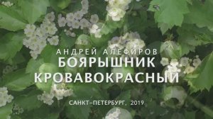 Боярышник кроваво-красный. Алефиров А.Н.