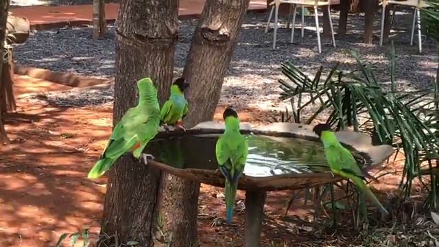 Papagaios e Periquitos no receptivo da Fazenda San Francisco! смотреть онлайн