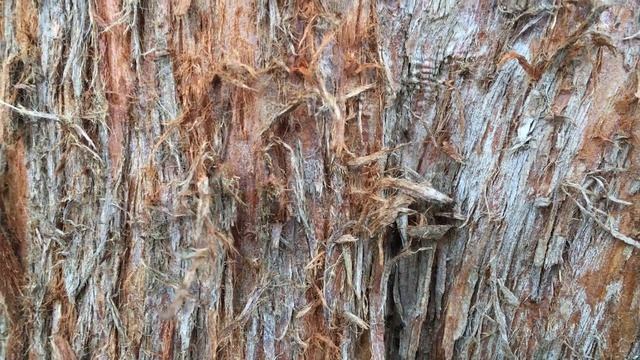 Dawn Redwood (Metasequoia Glyptostroboides) - Ants On Bark - July 2018