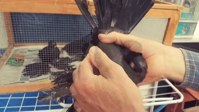 ЧЕРНЫЕ ГОЛУБИ  /  ЖУКИ / PIGEONS / TAUBE