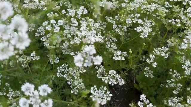 А как растёт этот Кориандр ?