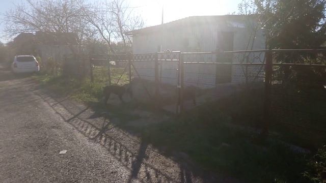 Подготовка к зиме, собираем с Анубисом дрова. Ждем газ. смотреть онлайн