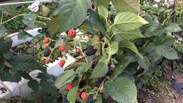 Ремонтантный сорт ежевики Блэк Мэджик. смотреть онлайн