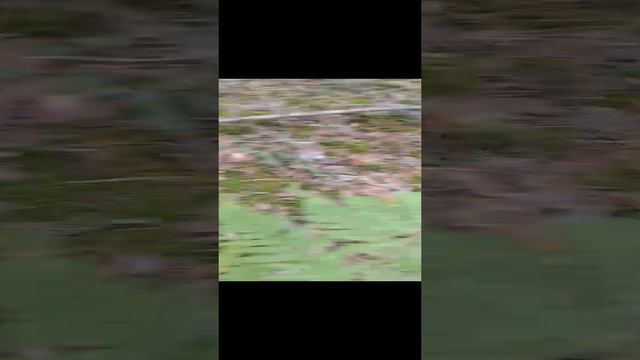 Лисички в лесу: Пойдем за рыжими сокровищами?!