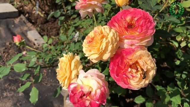 Роза Розоман Жанон/Rosomane Janon. Видео/карта Питомник ? и ? Е. Иващенко смотреть онлайн