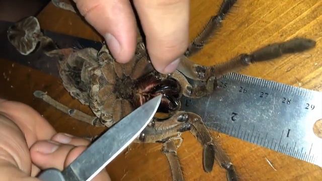 Goliath Bird Eating Tarantula Molt смотреть онлайн