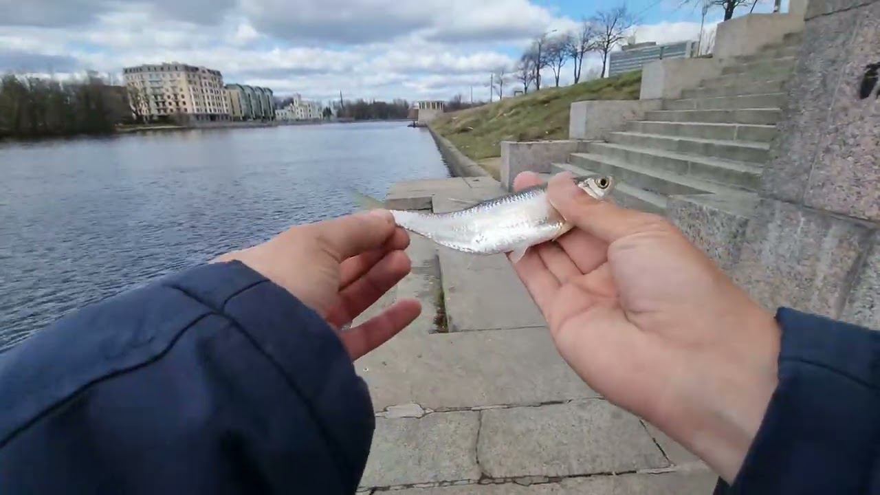 #22 #ультралайт "Невская Заря" стала жёстче. Тестирую приманку из новой партии смотреть онлайн