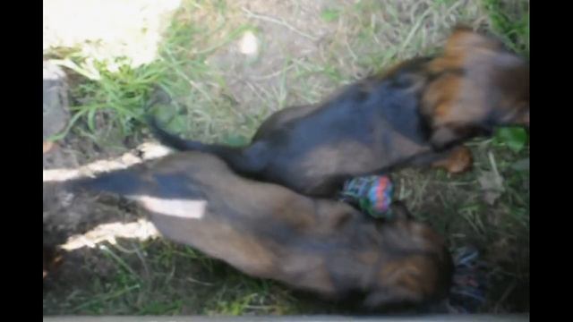 Щенки стандартной длинношерстной таксы, РКФ. смотреть онлайн