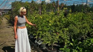 Живые изгороди: Боярышник обыкновенный, Боярышник сливолистный, Ирга и Черноплодная рябина