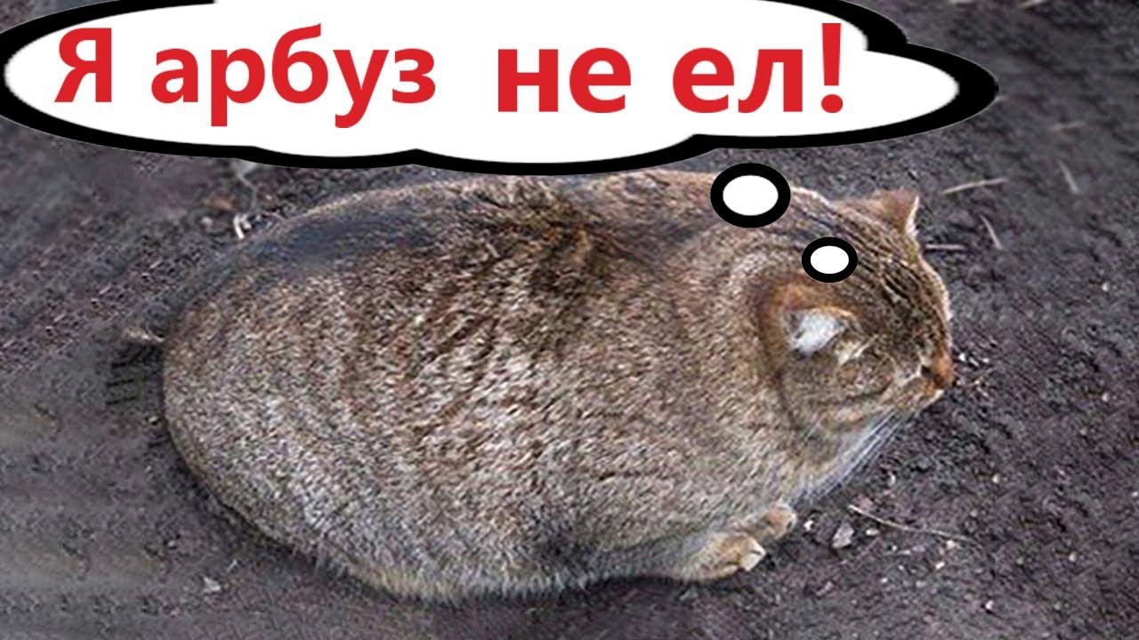 Приколы с котами! Самая смешная ОЗВУЧКА животных! Смешные коты! смотреть онлайн