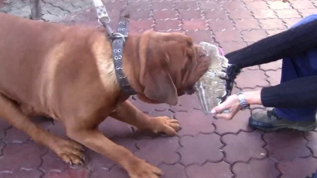 Охрана Питомник бордоских догов «Perle de France» http://perl.petsinform.com/ смотреть онлайн