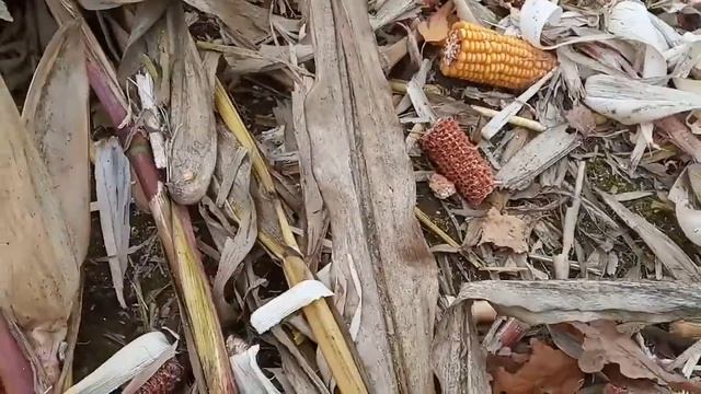 Собираем кукурузу на колхозном поле. смотреть онлайн