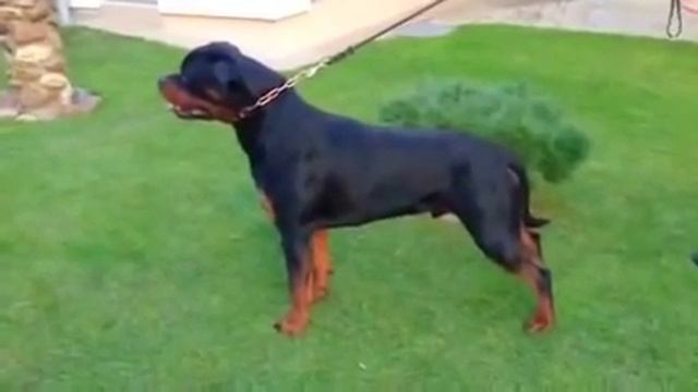 Kenzo Black Allusion смотреть онлайн