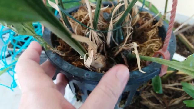 Мои орхидеи в июле- ошибки и приятные новости. смотреть онлайн