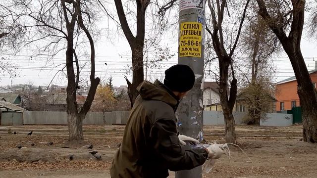 Рвём рекламу со столбов под бой колоколов [Сходка NAP 17.11.19] смотреть онлайн