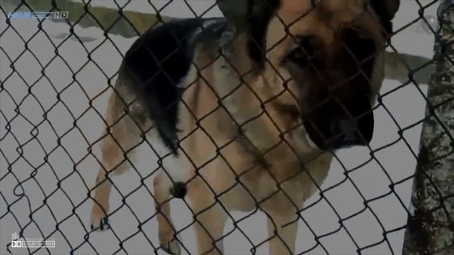 Нн ИВАНОВ _ ТЕЛОГРЕЙКЕ ... (MF) 2023 смотреть онлайн