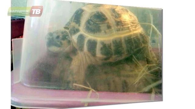 Остановите Витю! Помогите найти черепашку! смотреть онлайн