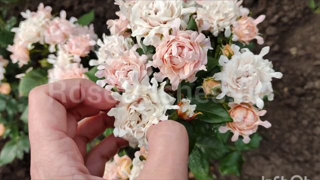 Свит Раффлз. Sweet Ruffles. RoseBushes.ru смотреть онлайн
