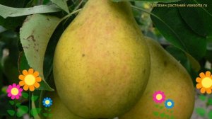 Груша плодовая. Краткий обзор, описание характеристик pyrus красавица черненко (русская красавица)