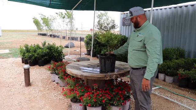 Compacta Nandina with Amarillo Land Services смотреть онлайн