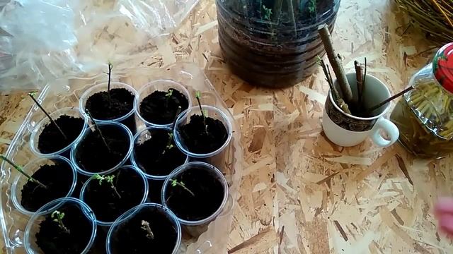 Зимнее укоренение за 7 дней экстрактом из ивы абротана (Божьего дерева) смотреть онлайн