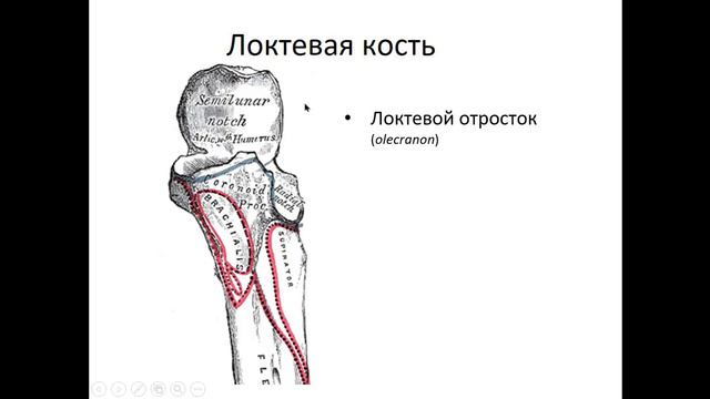 Кости предплечья и локтевой сустав (вступление) смотреть онлайн