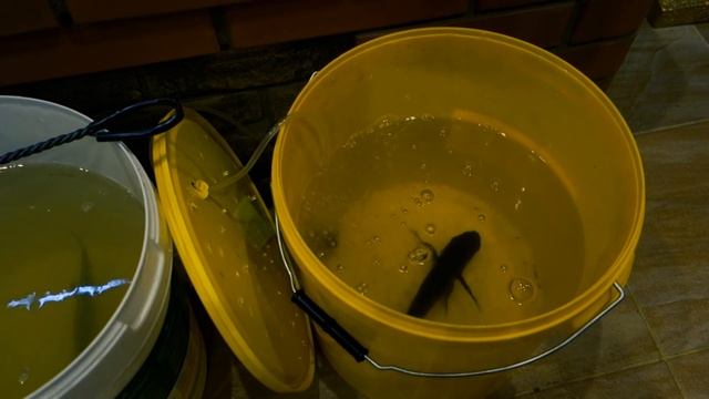 Привез аквариумных рыб из Литвы смотреть онлайн