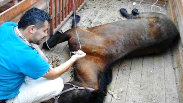 Они выбросили её как мусор! Голодная и избитая лошадь не могла стоять на ногах. смотреть онлайн