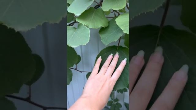Киви в Краснодарском крае!Плодоношение?❤️? смотреть онлайн