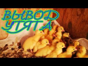 Инкубация МУСКУСНОЙ утки или ИНДОУТКИ мои советы и секреты