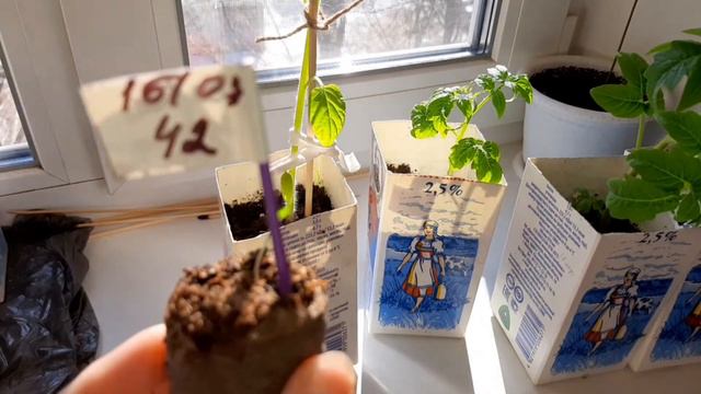 Почему вытянулась рассада