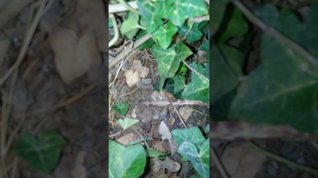 Маленькая улитка в саду смотреть онлайн