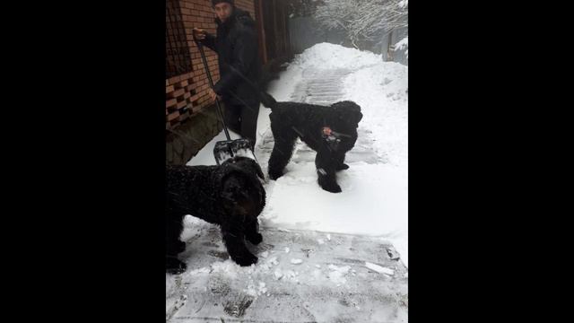 Соцветие Шелла